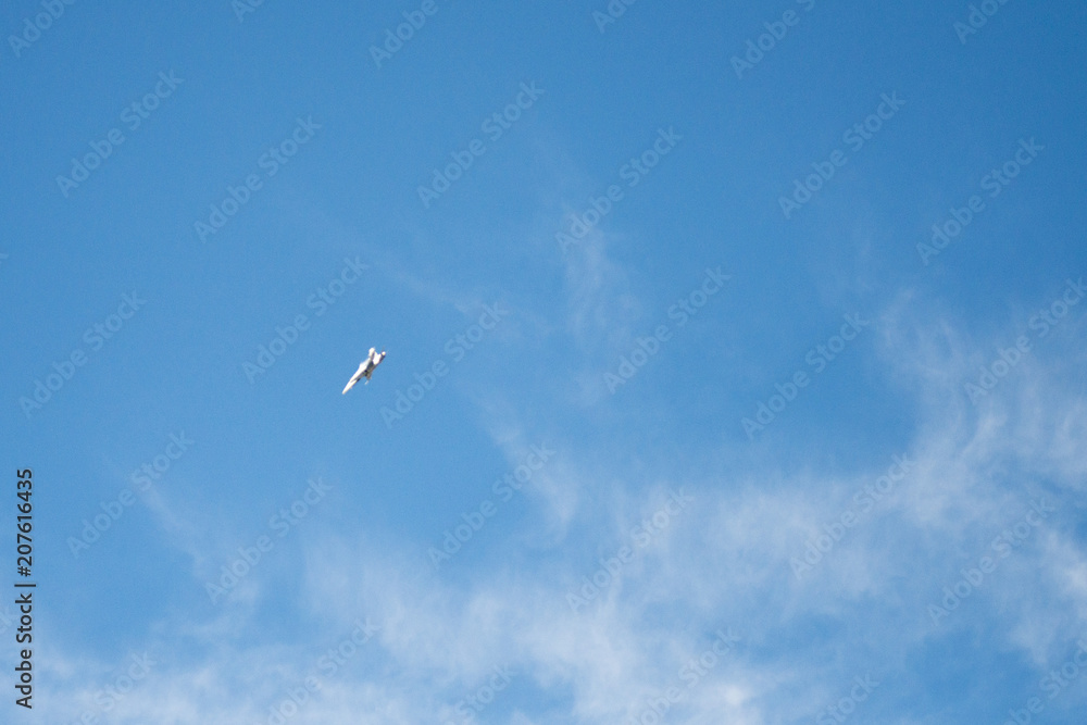 AVION CAZA EUROFIGHTER TYPHOON c.16 AVION CAZA EUROFIGHTER TYPHOON c.16