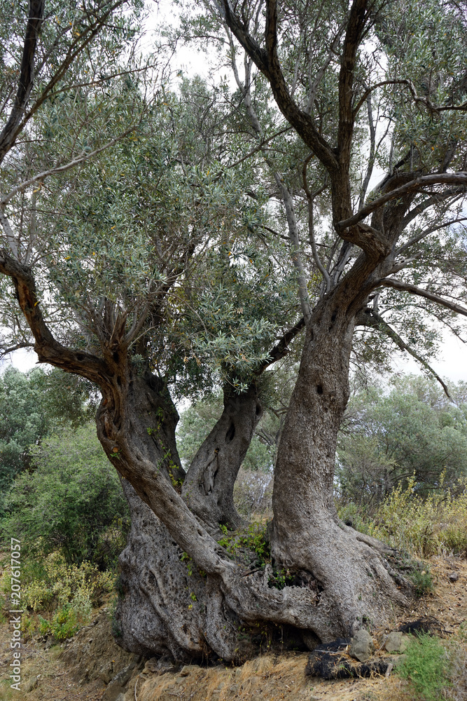Three olive trees