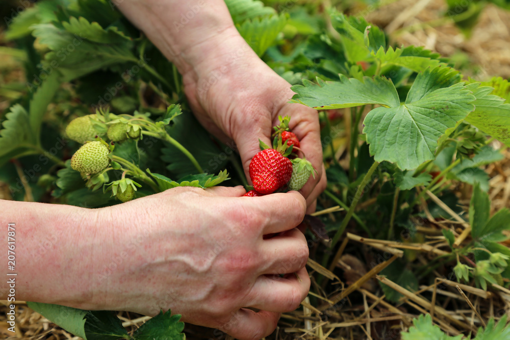 Strawberries / Freshly picked strawberries Strawberries / Freshly picked strawberries