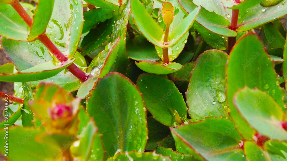 Sedum in the garden after the rain. Sedum in the garden after the rain.