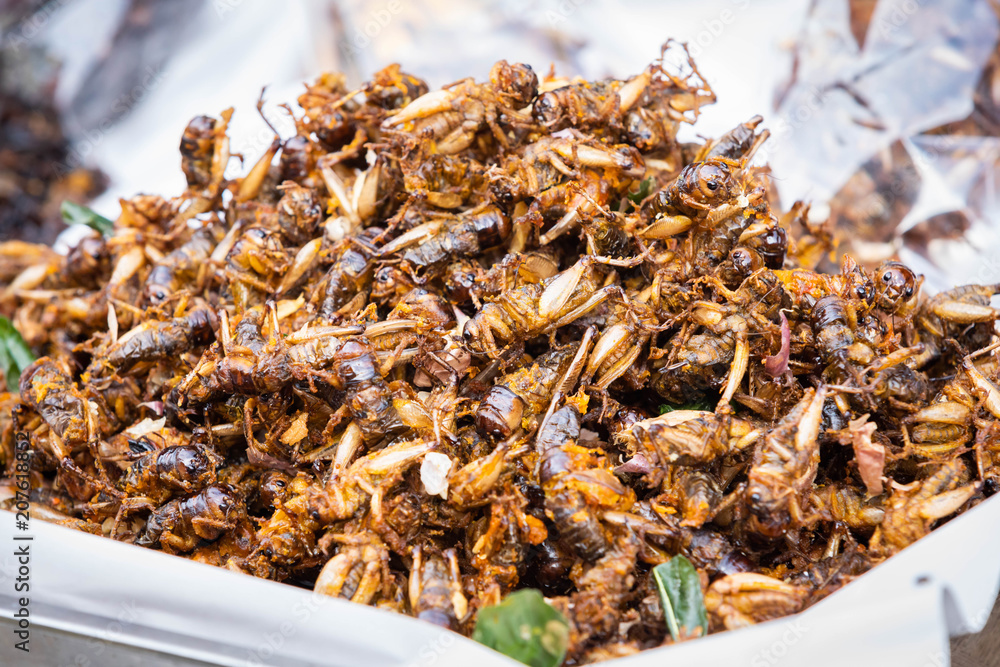 Brachytrupes portentosus, fried cricket as food Brachytrupes portentosus, fried cricket as food