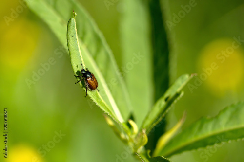 A beetle on a leaf in nature