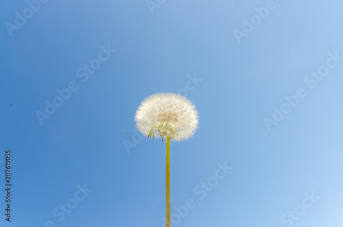 on the background of the Sunny sky dandelion