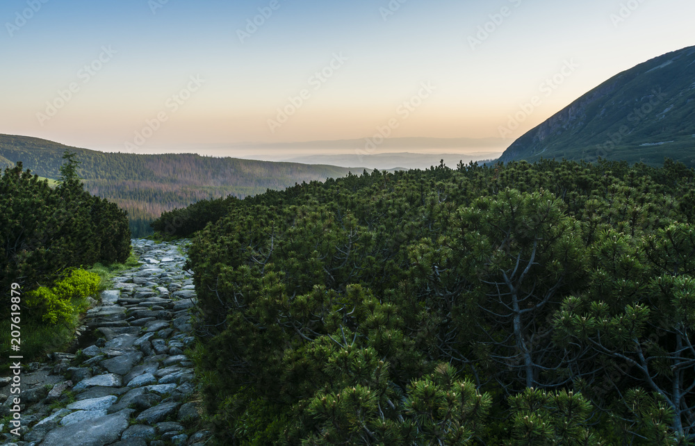 The trail between mountain pine just before sunrise. The trail between mountain pine just before sunrise.