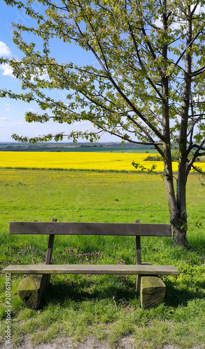 Wooden empty bench under a tree on the edge of the field