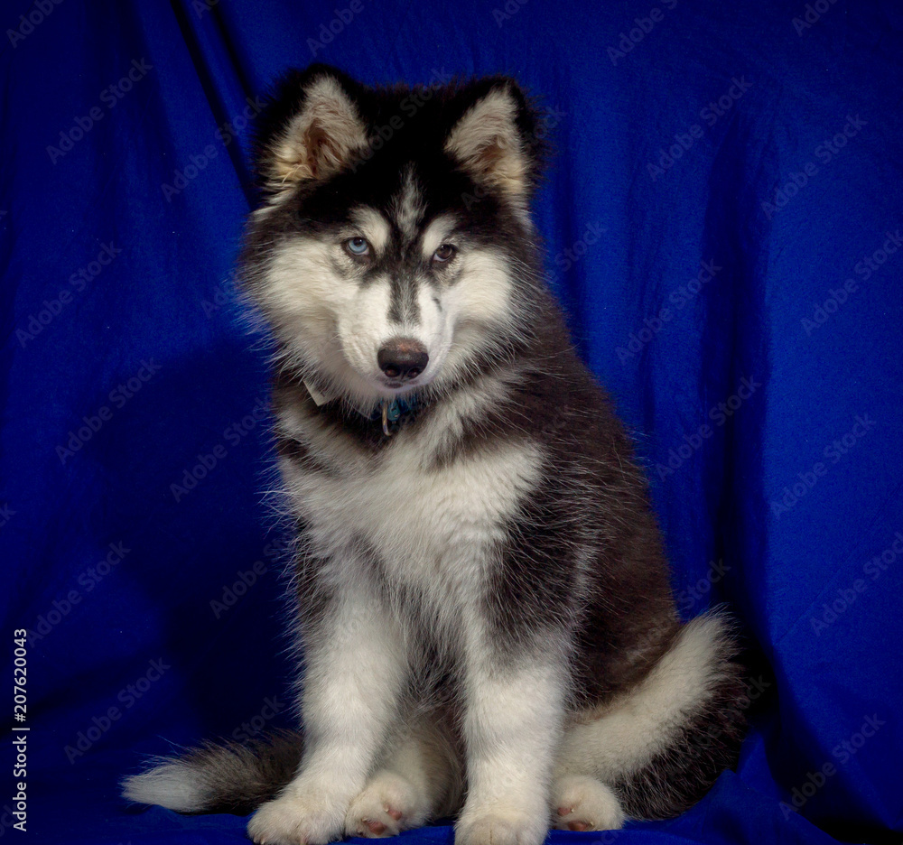 Cute Black Siberian Husky Dog Wooly Coat Puppy Stock Photo Adobe Stock Cute Black Siberian Husky Dog Wooly Coat Puppy Stock Photo Adobe Stock