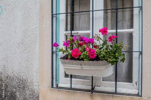 Flower pot on a window in European city
