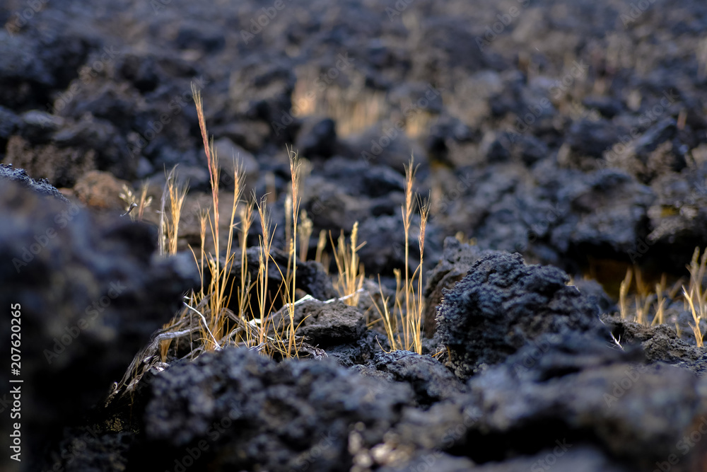 Fototapeta premium macro plant photo