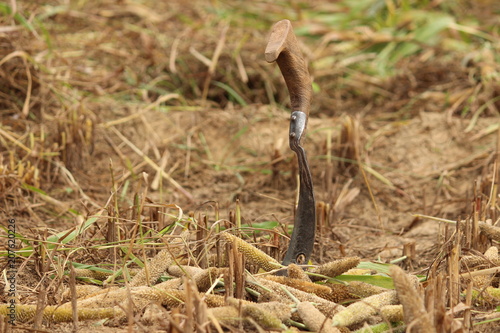 old sickle in farm