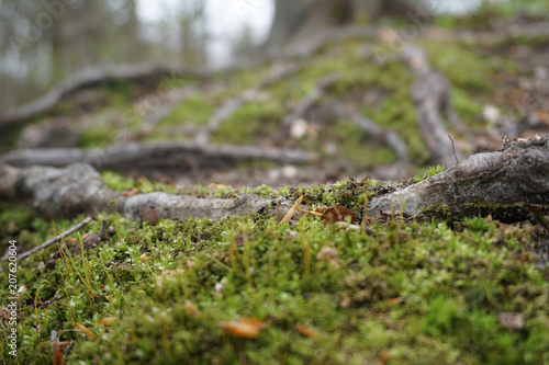 Close-up of green moss in spring with sticks, leaves and twigs on forest floor in Midwest, with trees in background