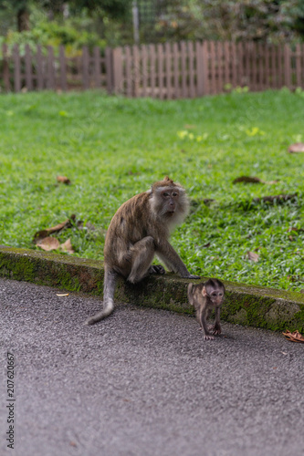 Monkey and baby monkey  © Younes