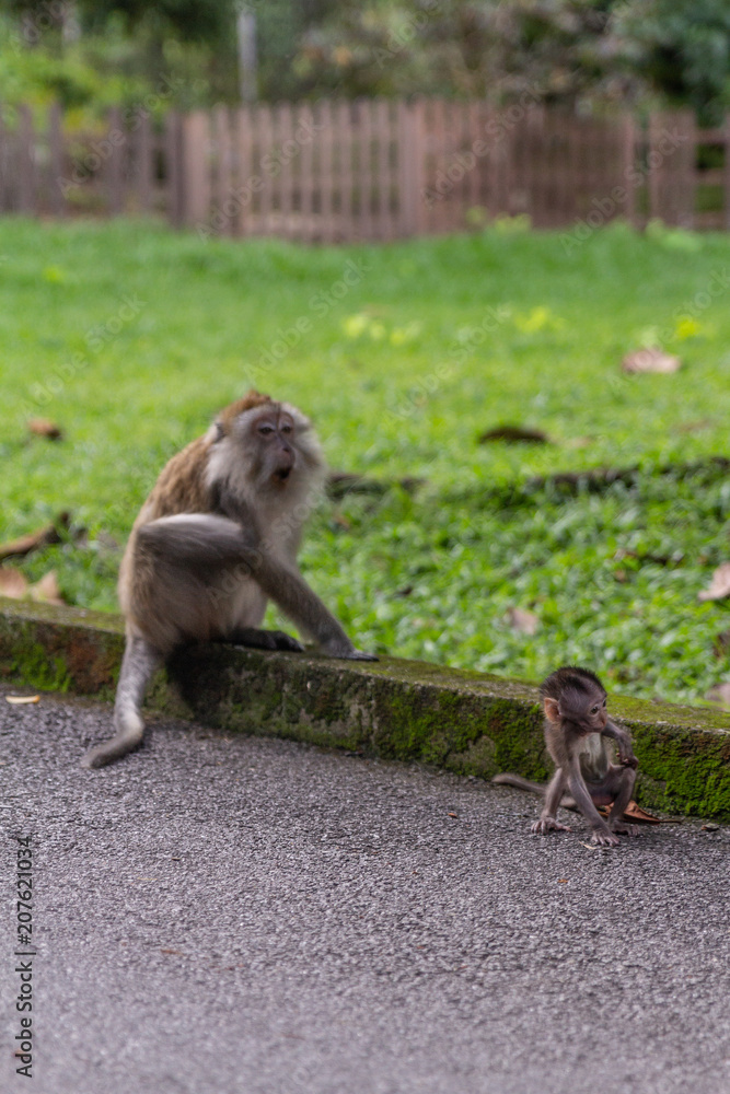 Monkey and baby monkey 