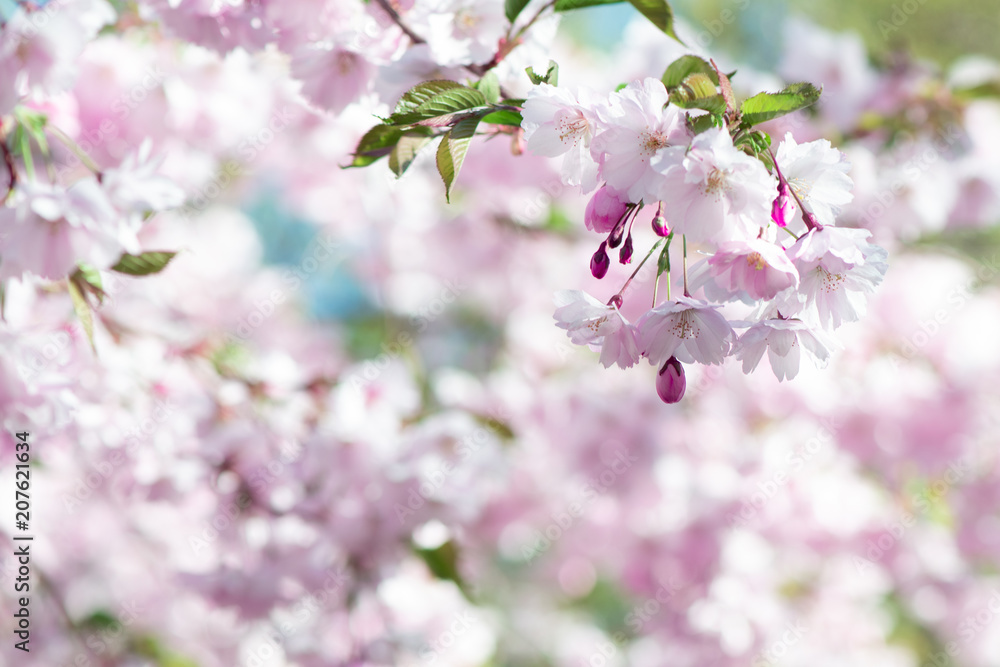 Blossom of sakura flowers in springtime. blur background