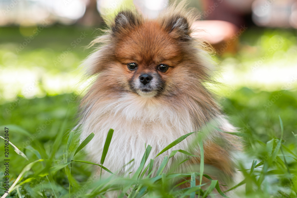 Happy pomeranian spitz sitting in the grass. Happy pomeranian spitz sitting in the grass.