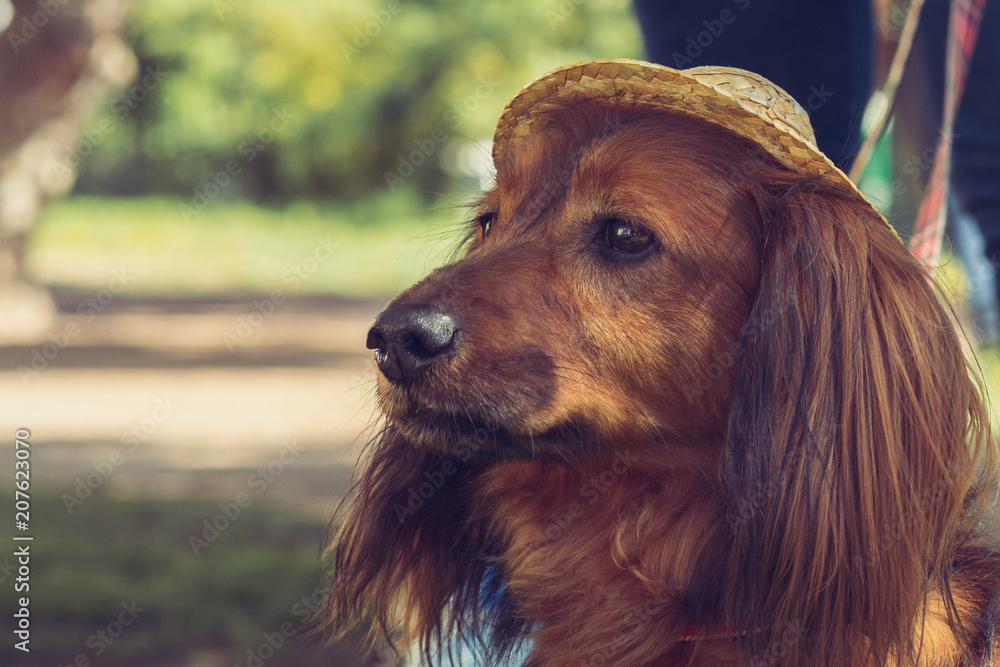 Brown long-haired dachshund with smart eyes in the hat. toned close up view