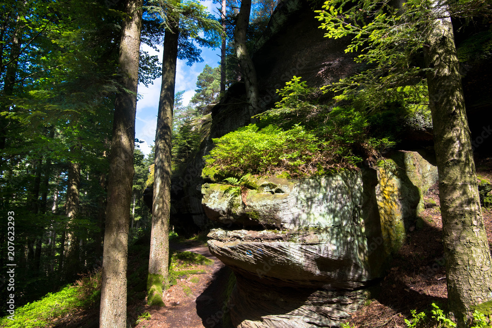 Naklejka premium Felsenwald von Dabo in den Vogesen