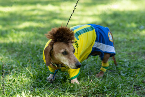 Brown short-haired dachshund in costume of football player