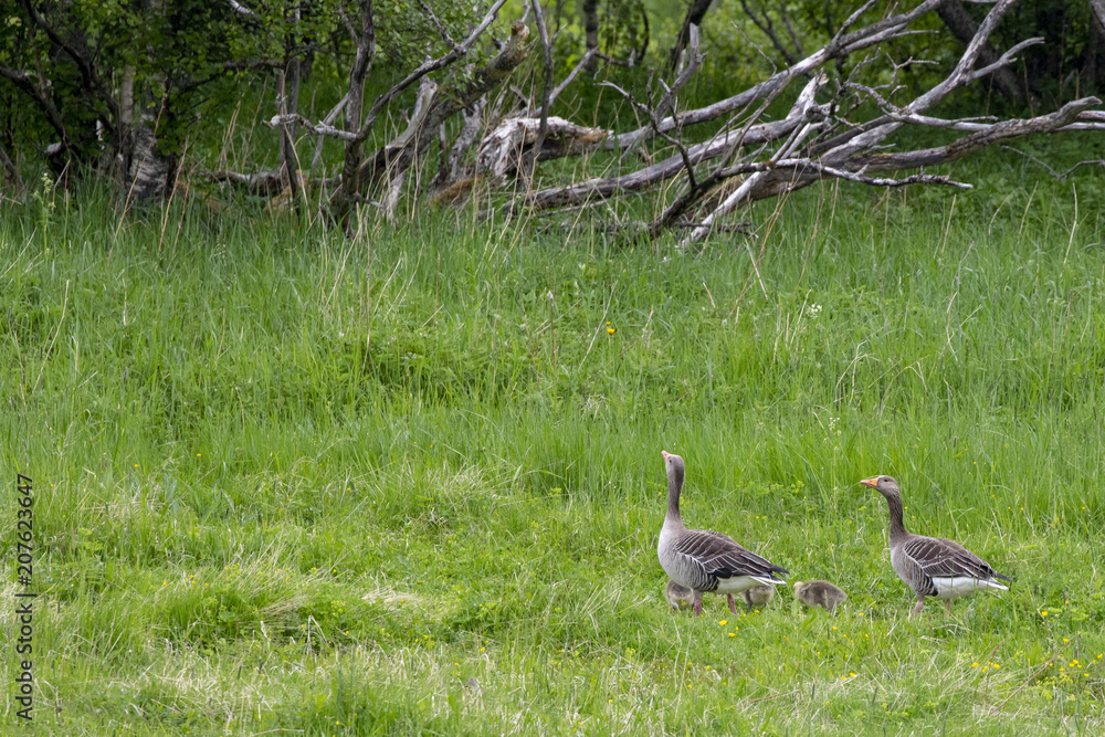 Gray lag goose with kids Northern Norway Gray lag goose with kids Northern Norway