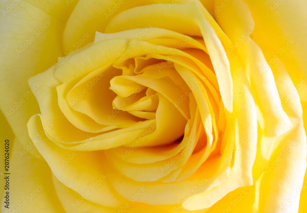 Close-up of a yellow rose revealing its patterns, textures, and details. Shallow depth of field, macro Close-up of a yellow rose revealing its patterns, textures, and details. Shallow depth of field, macro