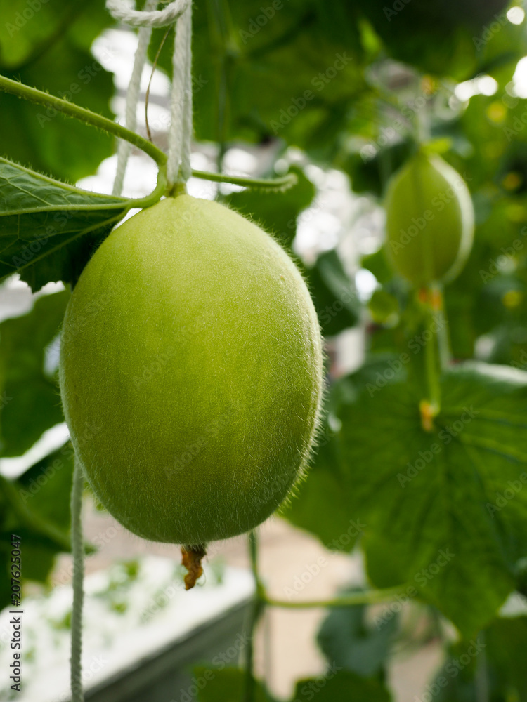 An Organic melon. An Organic melon.