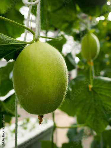 An Organic melon.