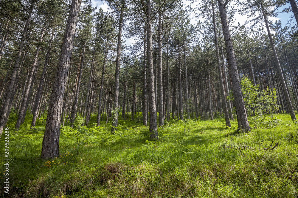 pine tree forest pine tree forest