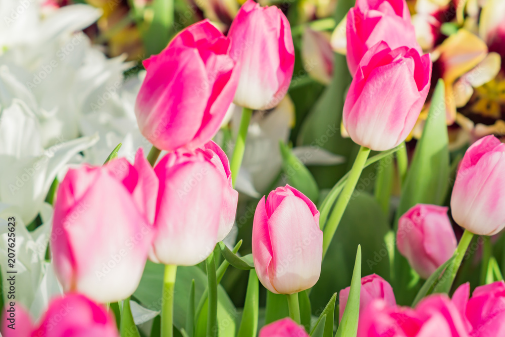 colorful field of white and pink tulips, selective focus