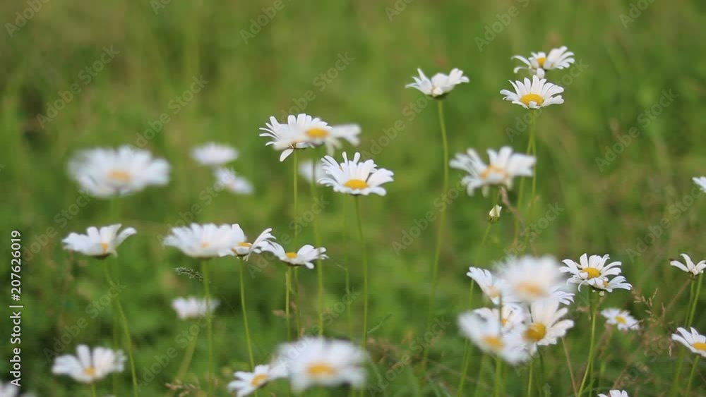 Magariten, Flowers White, Grass