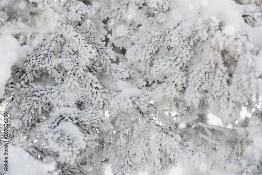 Snow-cowered fir branches. Winter blur background. Frost tree