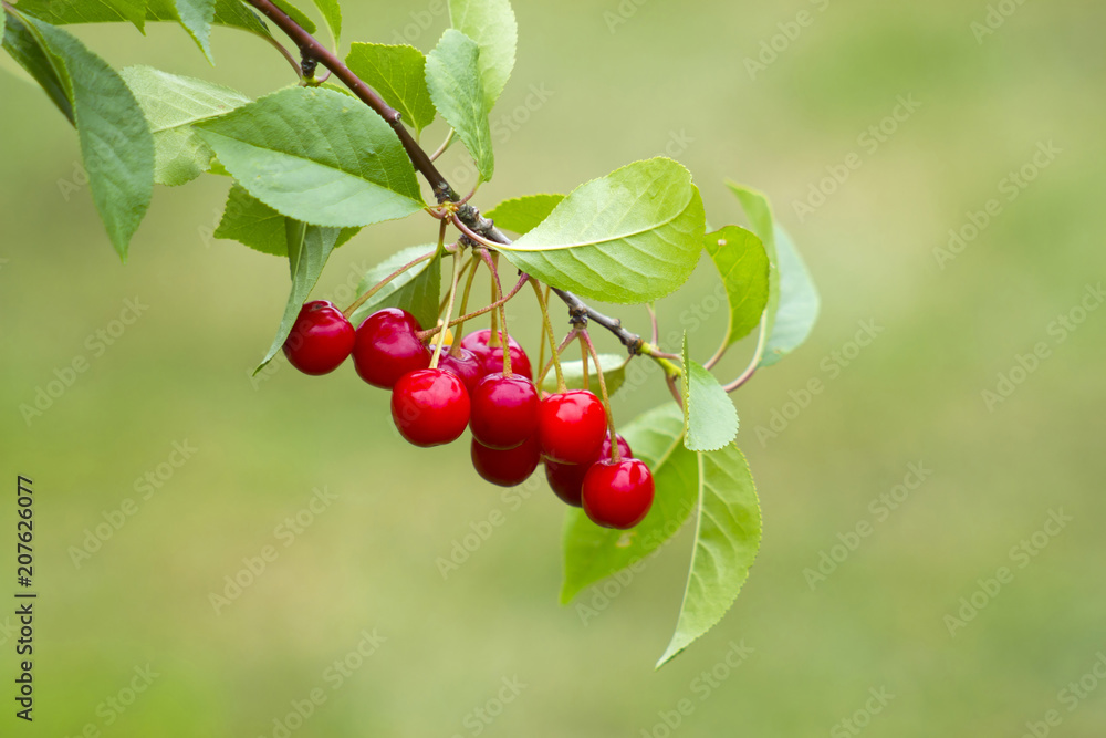 sour cherry fruits hanging on branch sour cherry fruits hanging on branch