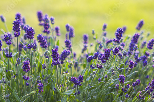 Fototapeta Naklejka Na Ścianę i Meble -  lavender flowers