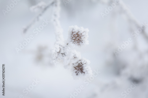 Snow on a leaves. Frost branches on blue sky background. © anya babii