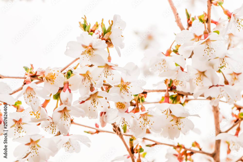 Close up of Group beautiful white cherry blossom Sakura flower in Japan Close up of Group beautiful white cherry blossom Sakura flower in Japan
