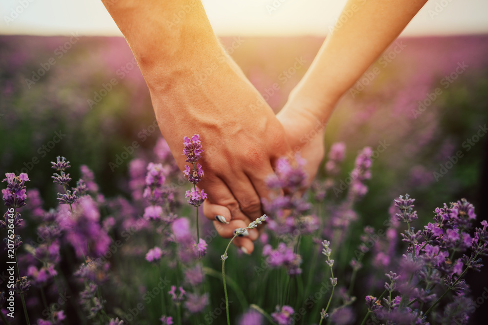 Couple holding hands in lavender field.Young people caught a beautiful summer sunset