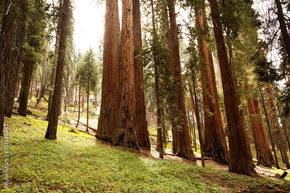 Fototapeta premium Sunset in Sequoia national park in California, USA