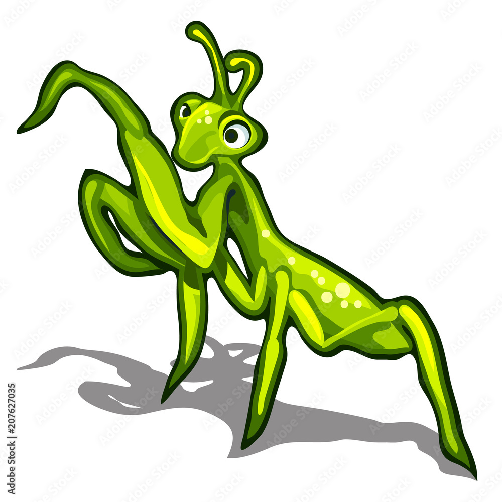 Fototapeta premium Beetle praying mantis isolated on a white background. Vector illustration.