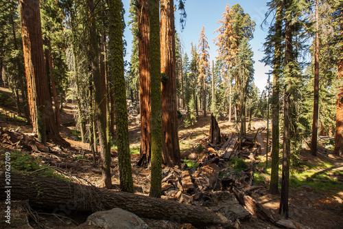 Sunset in Sequoia national park in California, USA