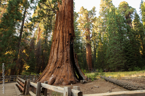 Sunset in Sequoia national park in California, USA
