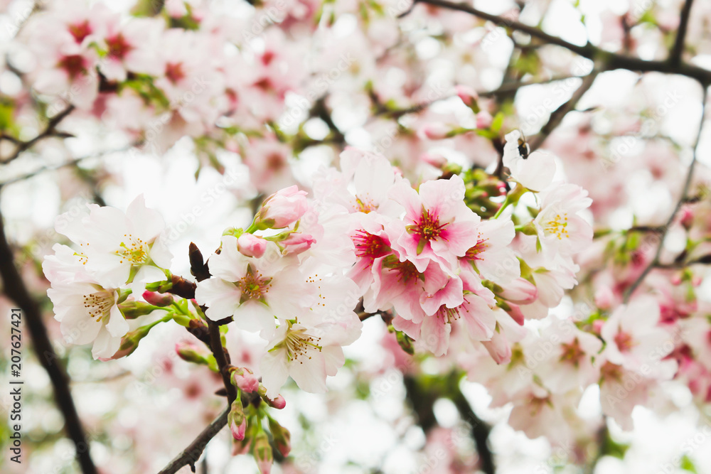 White and Pink Group Beautiful cherry blossom sakura pink and white in Tianyuan Temple,Taiwan
