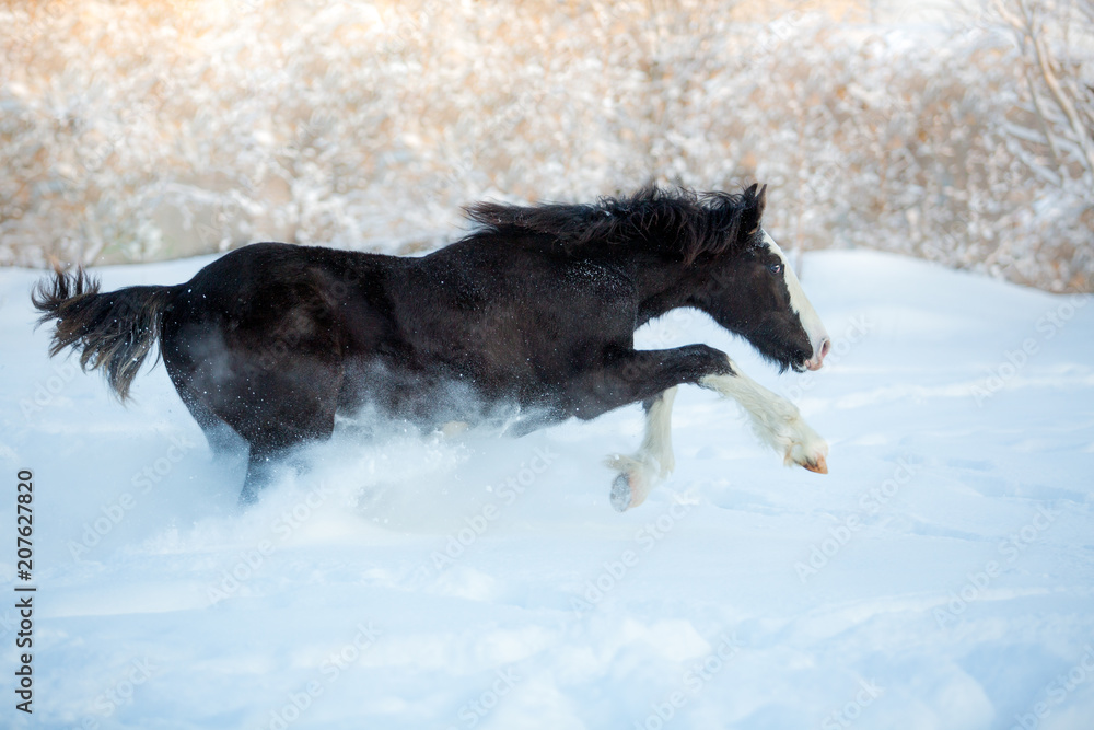 Naklejka premium Foal jumping in the snow