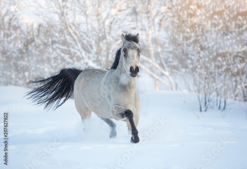 Stallion in the winter forest