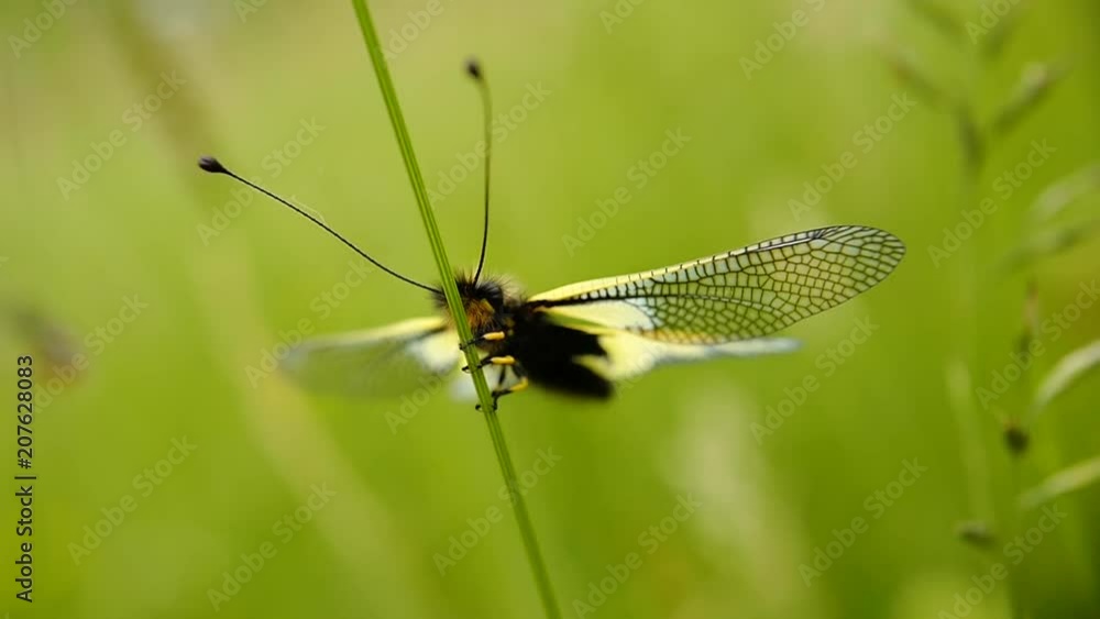 papillon accroché à un brin d'herbe et battant des ailes papillon accroché à un brin d'herbe et battant des ailes