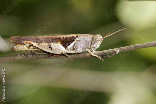 Image of White-banded grasshopper  Stenocatantops splendens  on brown branch. Insect. Animal.