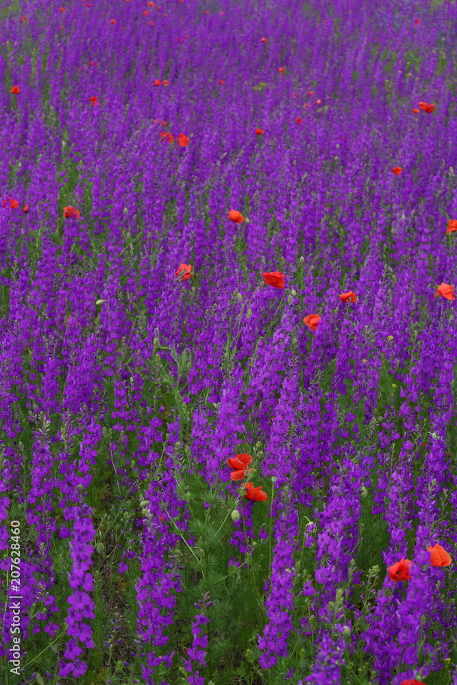Naklejka premium Flower carpet of blossoming poppies and delphinium flowers