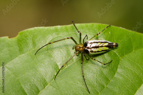 Image of Decorative Big-jawed Spider(Leucauge decorate) on green leaf. Insect. Animal.