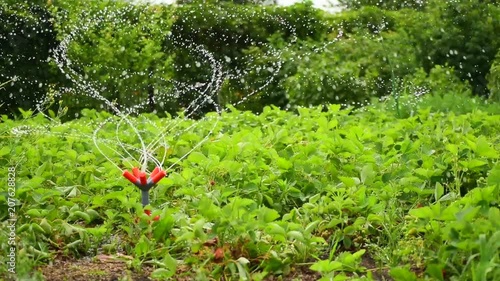 Sprinkler in the garden watering plants

