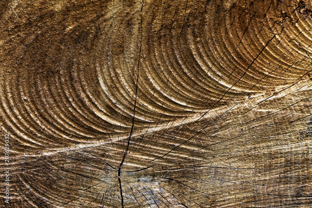 Fototapeta premium Holzmuster
