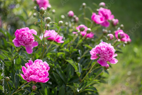 Blooming Pink peonies in the garden. Closeup of beautiful pink Peonie flower. Summer background