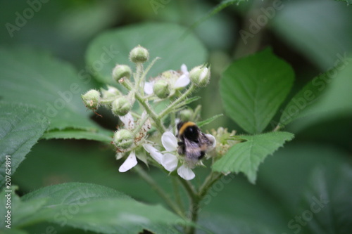 Hummel an Brombeerblüte 2 © UT