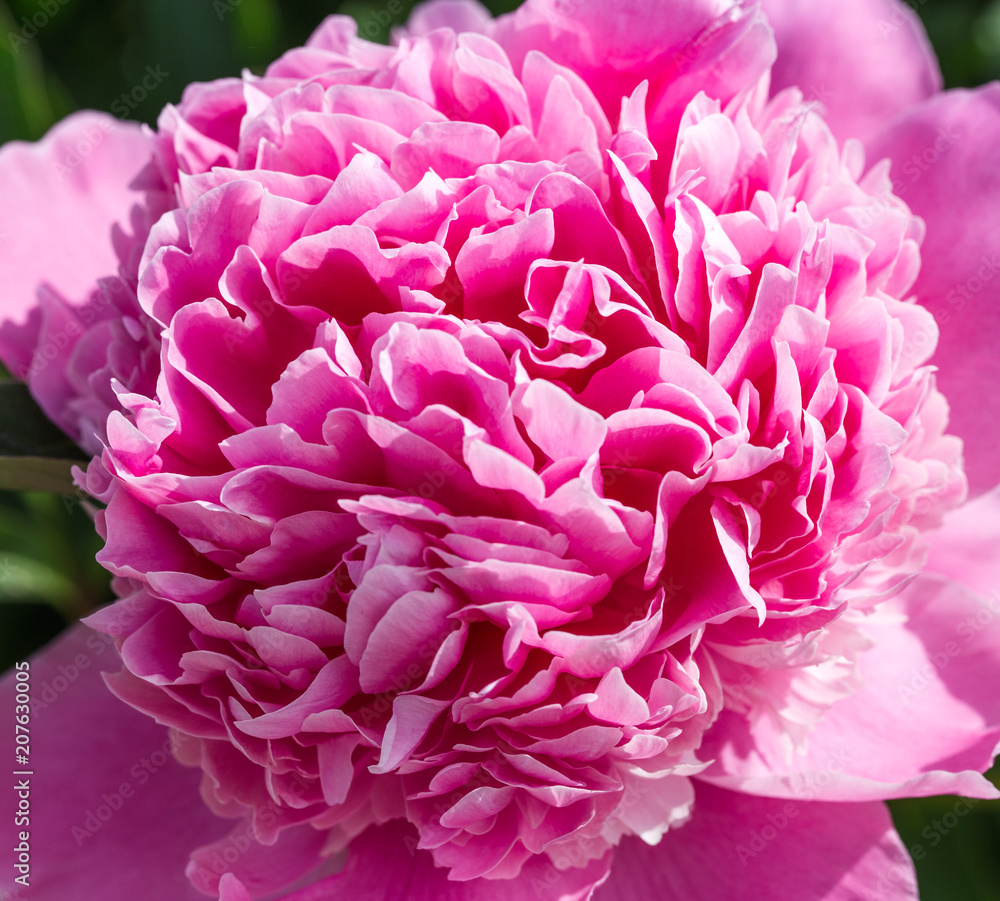 Blooming Pink peonies in the garden. Closeup of beautiful pink Peonie flower. Summer background Blooming Pink peonies in the garden. Closeup of beautiful pink Peonie flower. Summer background